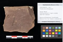 Foto (Objekt + Etikett) von Poacites tenuis Ettingshausen (NHMW-GEO-2024-0188-0376)